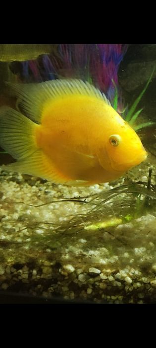 Декоративни рибки - възможен и бартер за растения - Само за гр.ВИДИН!!