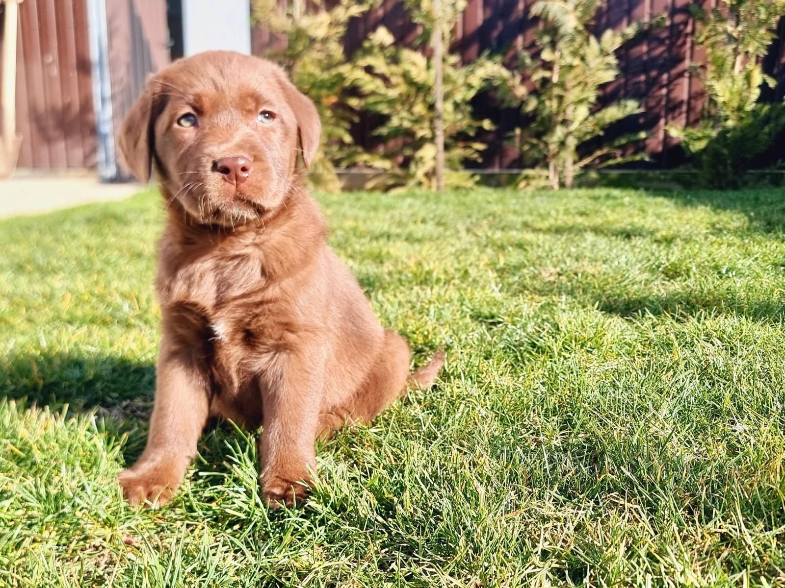 Labrador ciocolatiu
