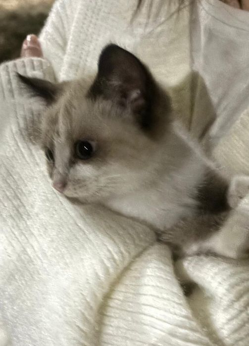 Котенок мальчик, сиамский порода