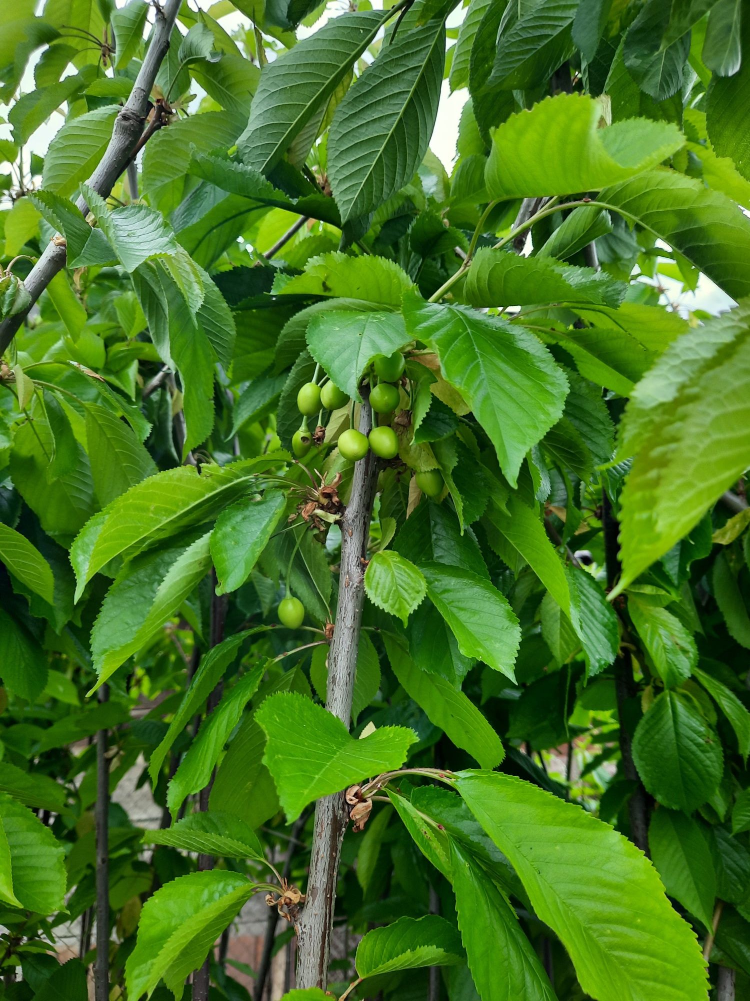 Pomi fructiferi la ghiveci!