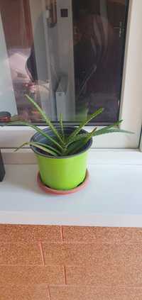 Vand plante Aloe Vera