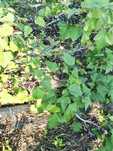Vând coacăze negre BIO