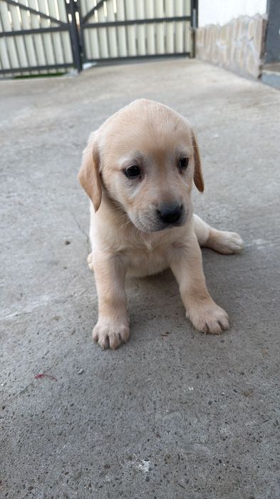 Pui de labrador.