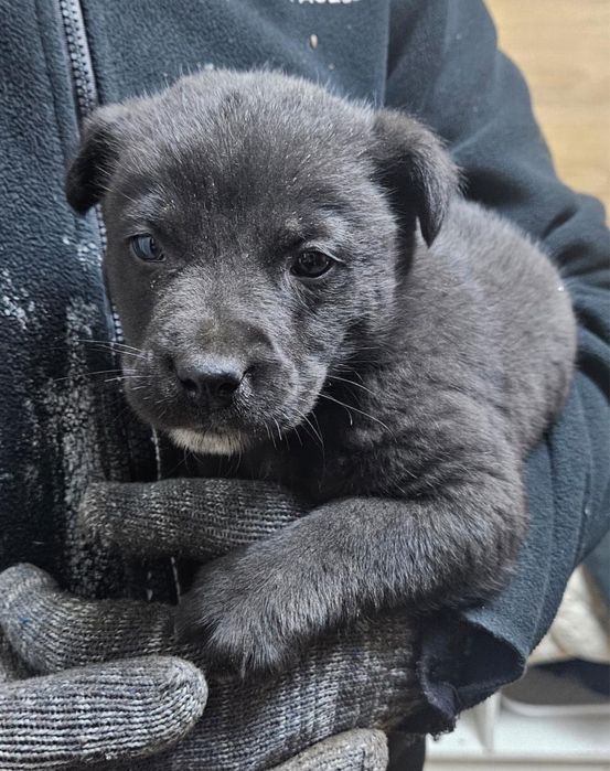 Отдам щенка в добрые руки. С доставкой к вам домой