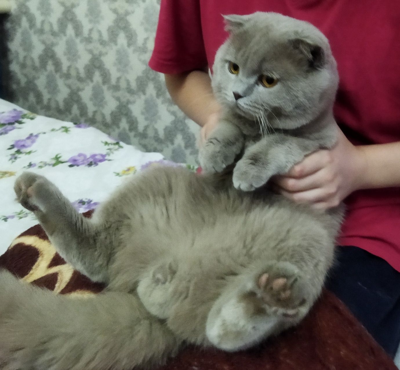 Продается Шотландский кот