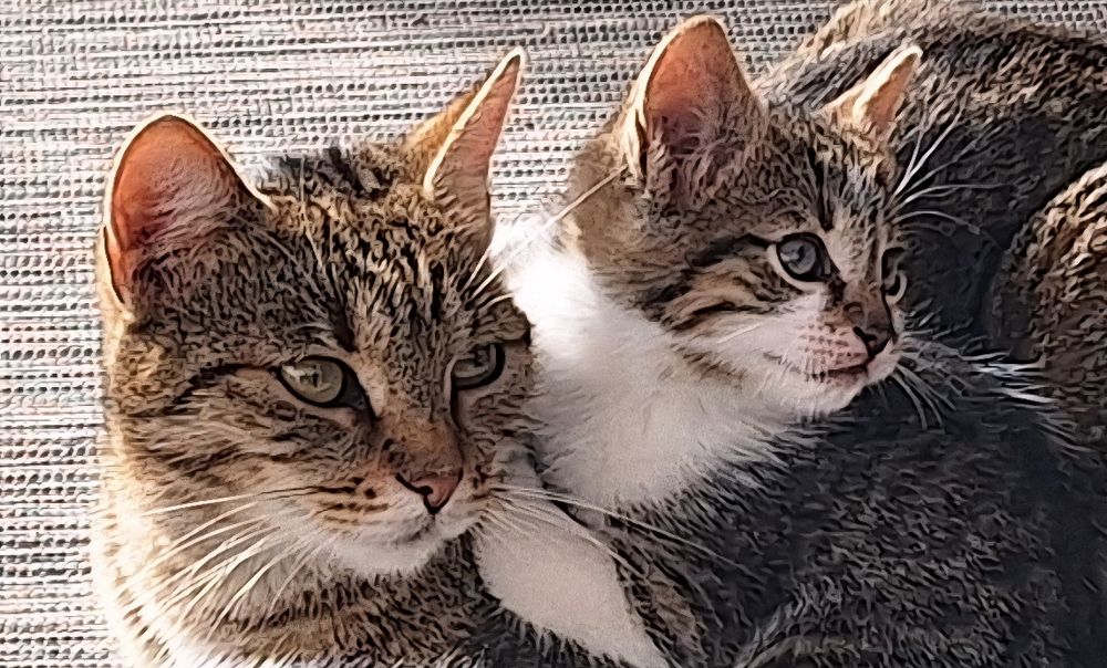 Donez trei pisicuțe