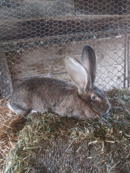 Vind femela Uriaș German