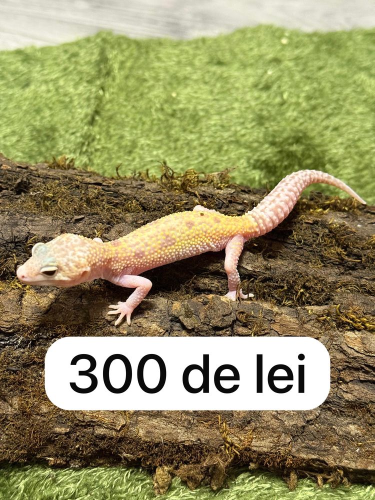 Soparla Gecko Leopard