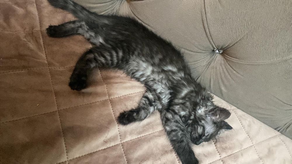 Котенок хорошие руки