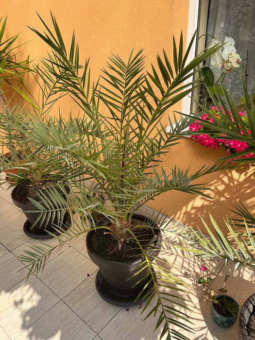 Vănd Palmieri 160 cm - ideal pentru terasă - grădina.