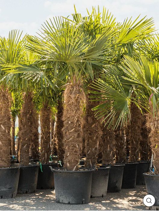 Palmierii rezistenți la îngheț trachicarpus Fortunei