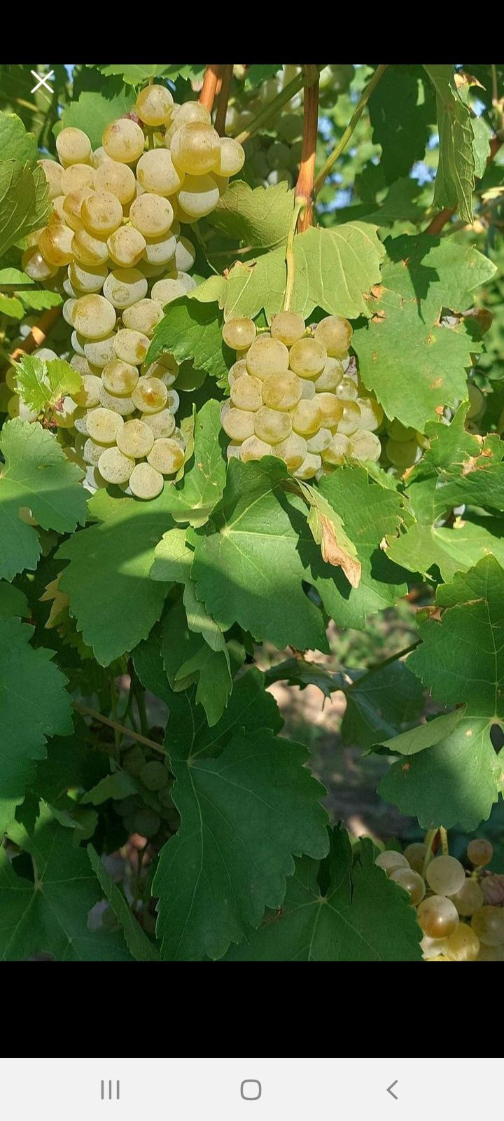 Vindem struguri de vin livram la domiciliu clientului