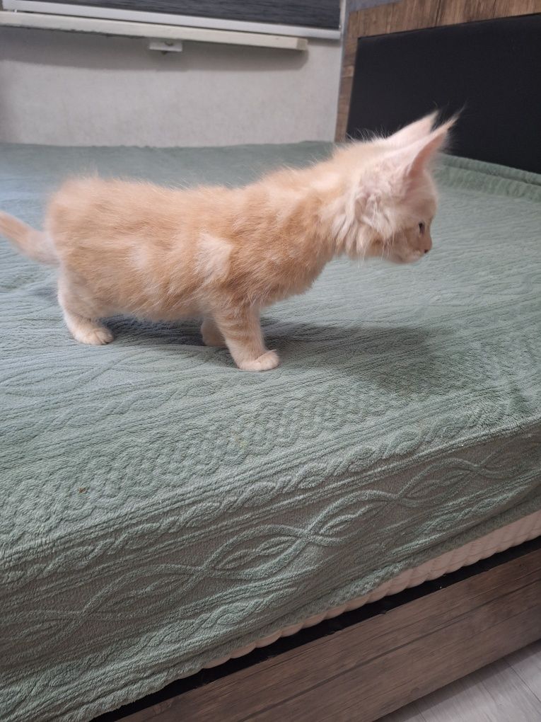 Котята породы мей-кун, на бронирование!