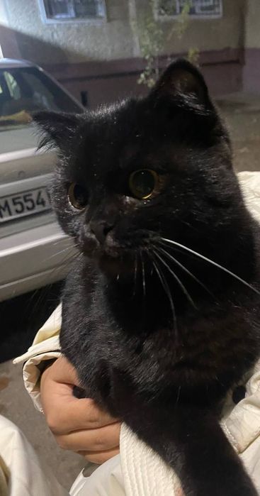 Породистый котики