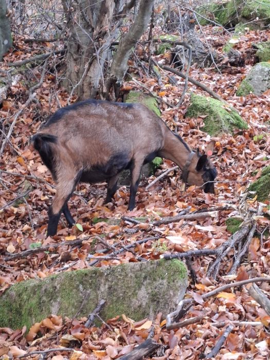Vând capre bune de lapte