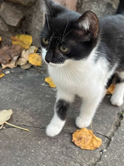 Подаряват се котета