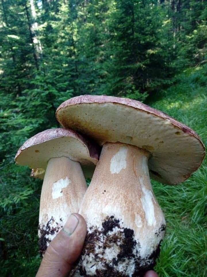 Суха борова манатарка