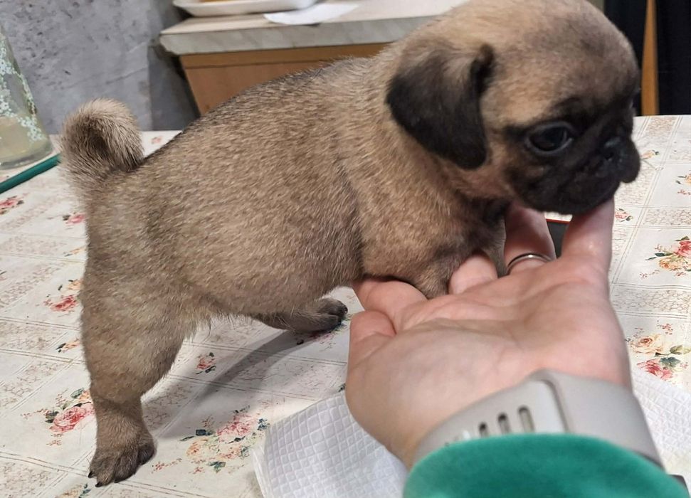 Продавам чистокръвни мопсчета