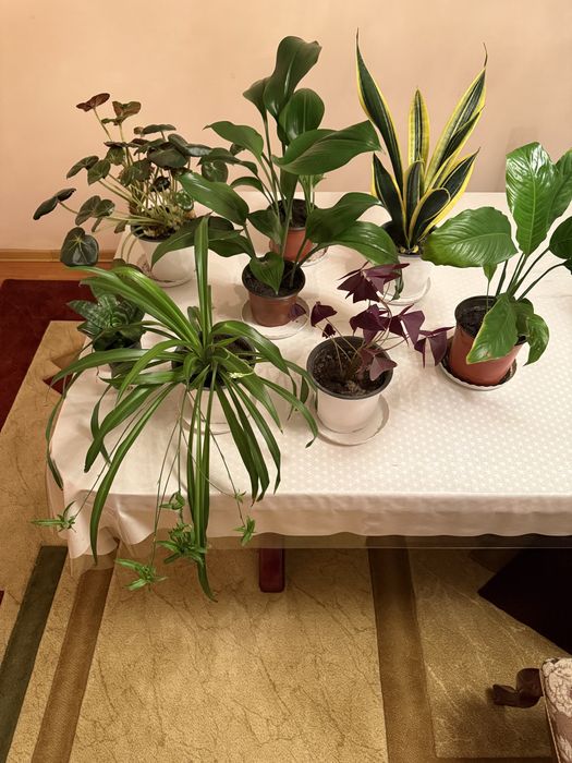 Цветы комнатные растения