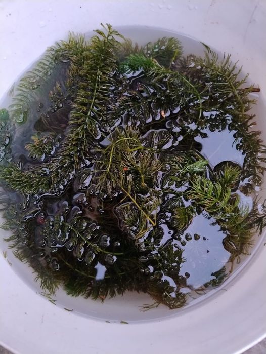 Продам растение для аквариума или пруда