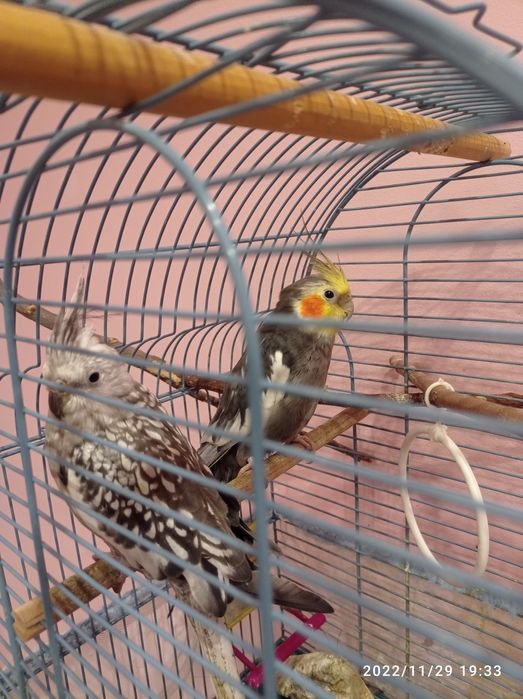 Папагали корела-мъжки и женска