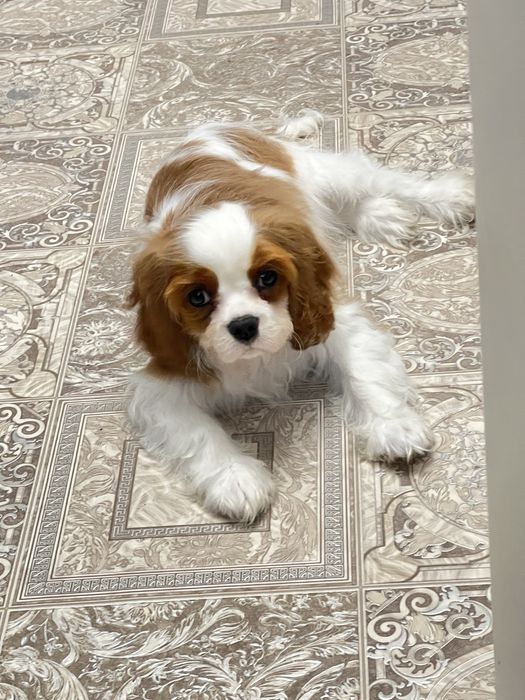 Щенки Кавалер Кинг Чарльз Спаниеля