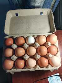 Vând ouă de găină de la găini crescute la curte cu ceriale propi .