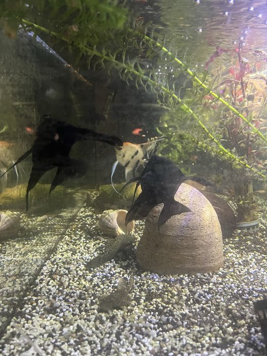 Acvariu 110lt cu peşti