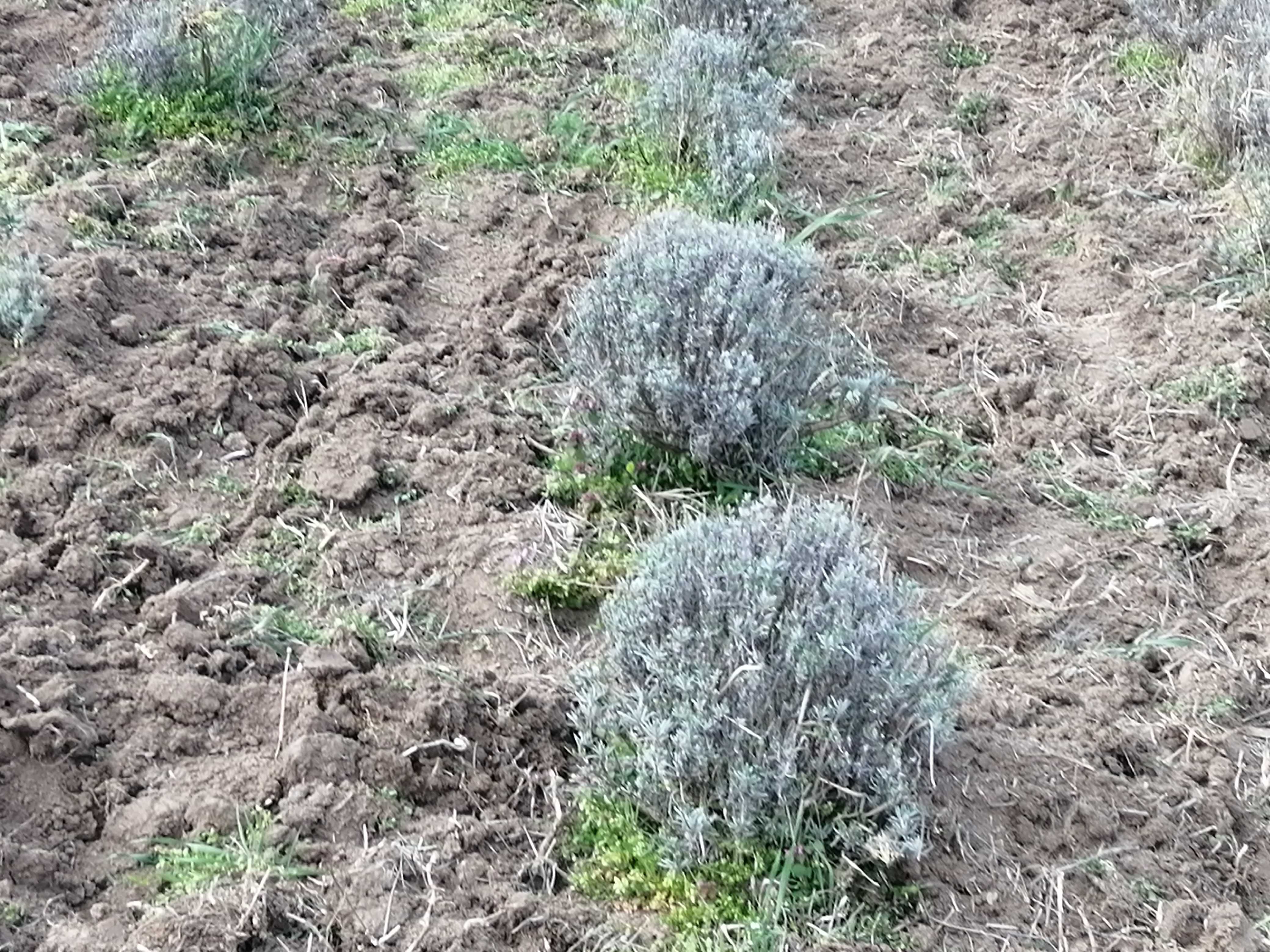 Tufe lavanda cu balot de pământ