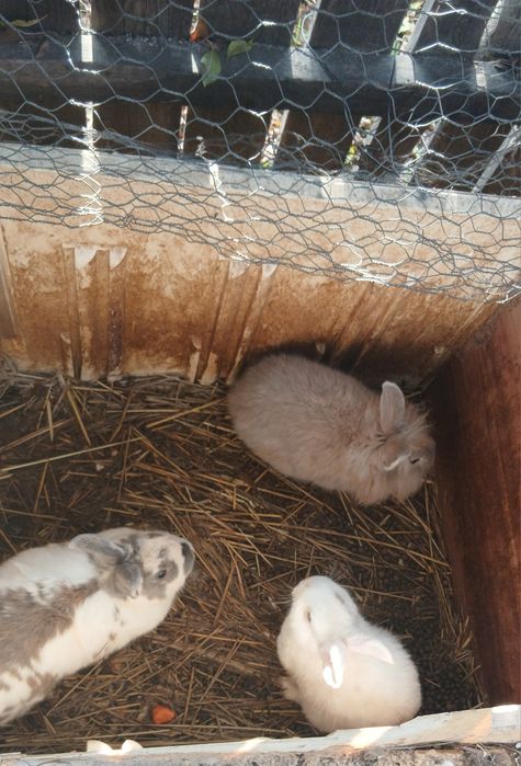 Vând Urgent Iepurași de Rasă