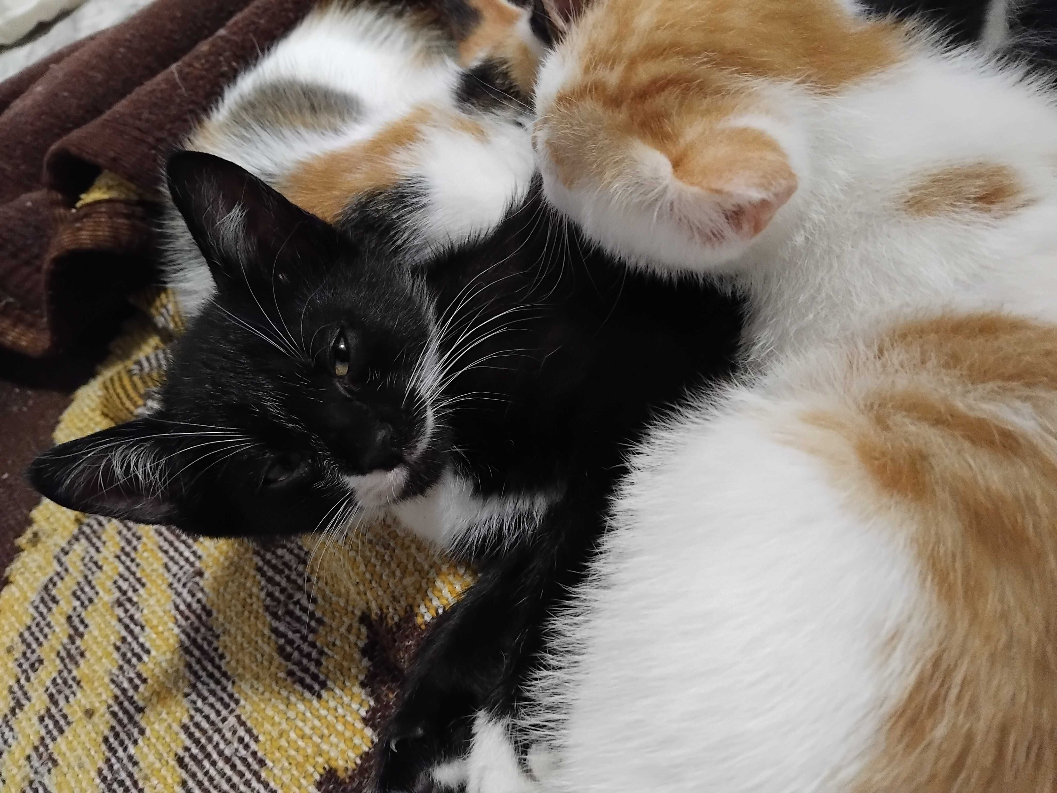 Подарявам котенца