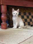 Продается котик Сиямский