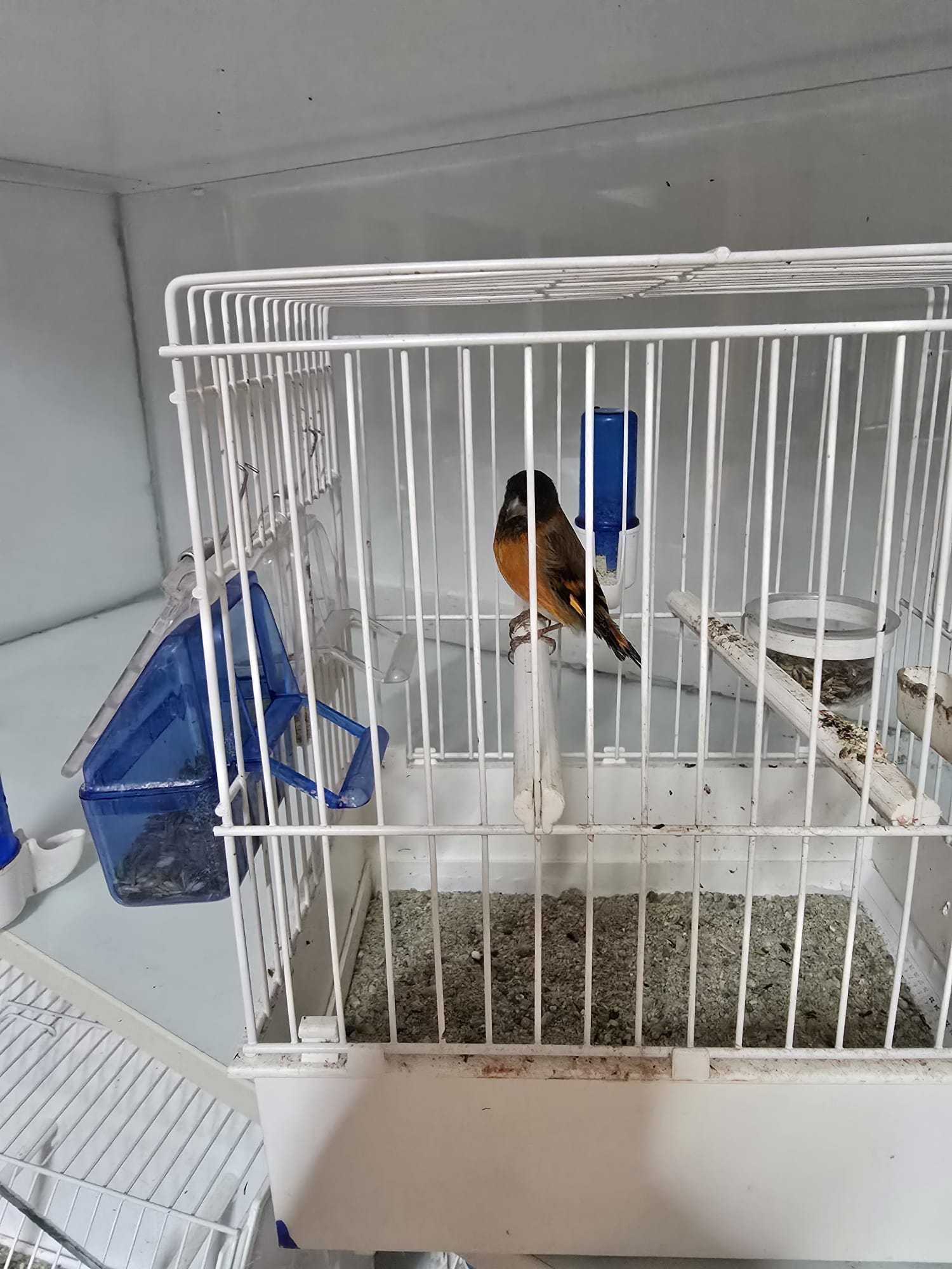 Canari de vanzare si hibrizi