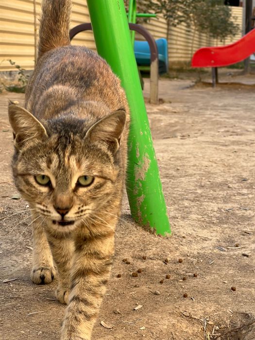 Кошка, уличная, но с уходом от жителей дома