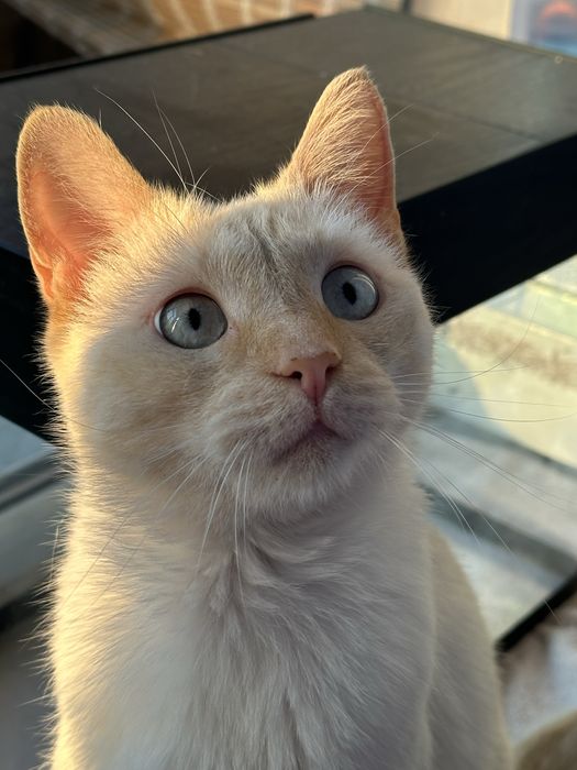 Отдам кота в добрые руки