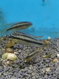 Kribensis fish.     .