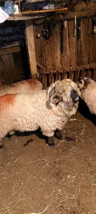 Berbeci bucalai de vânzare