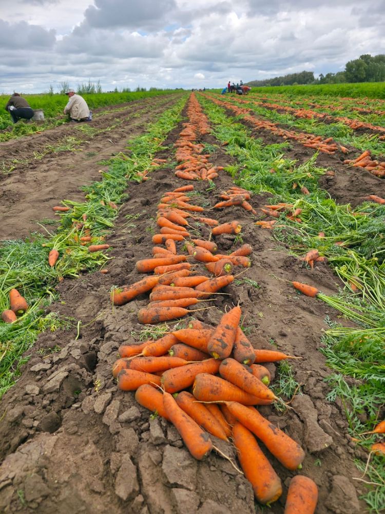 Продажа картофеля сорта ГАЛА и КОЛОМБО
