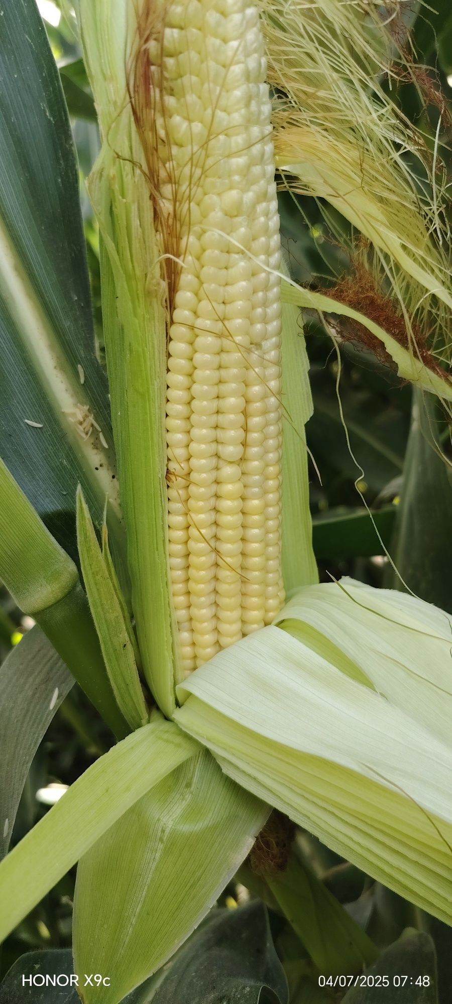 Silos uchun maka sotiladi
