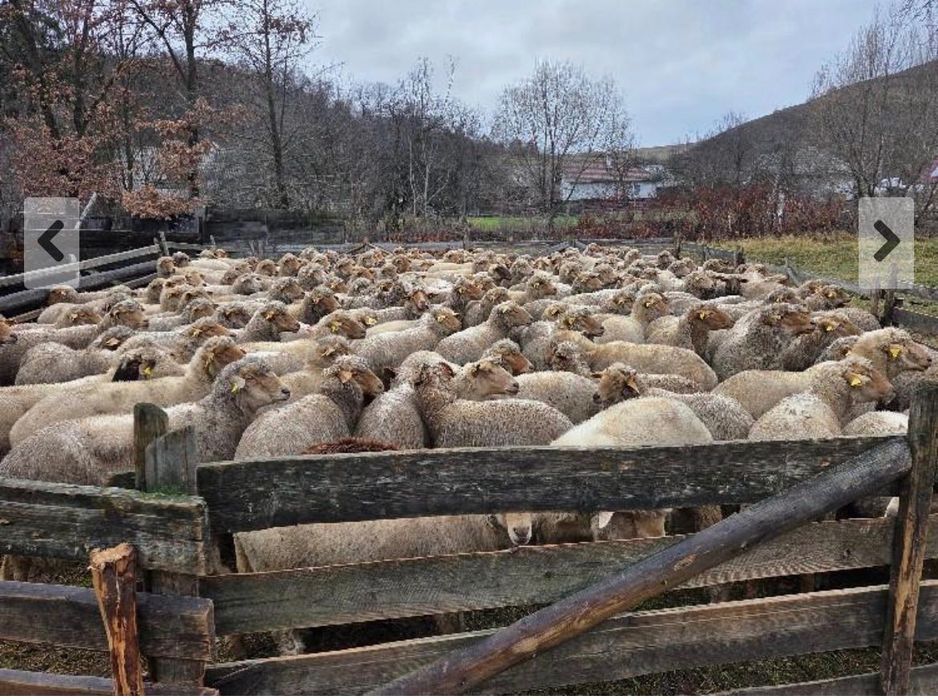 Vând oi Berke, 100 buc