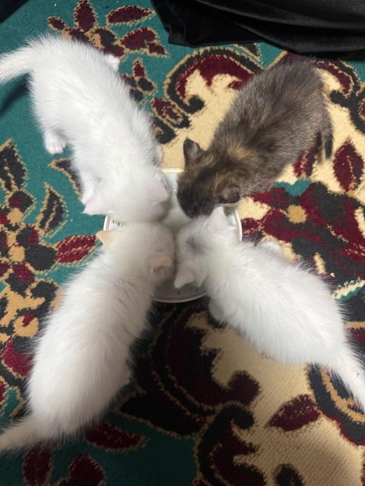 Отдаём котят в хорошие руки