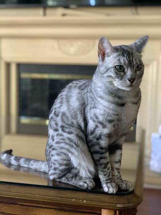British Shorthair Silver Tabby