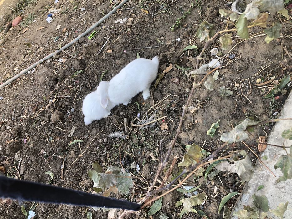 2 та декаратив карлик қуёнлар сотилади