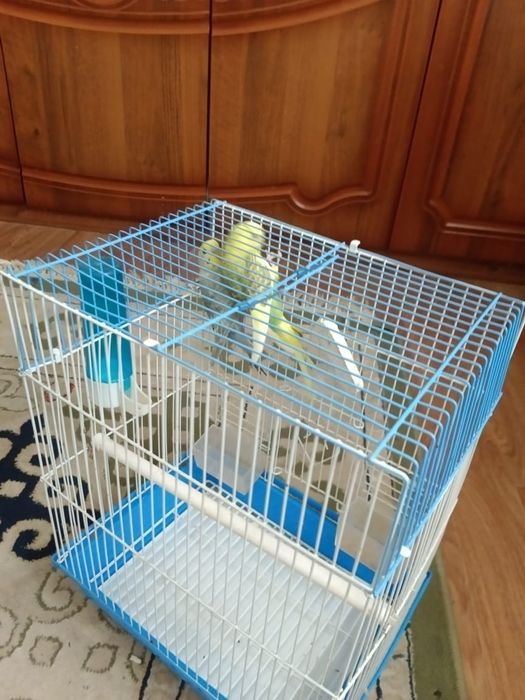 Волнистый попугай