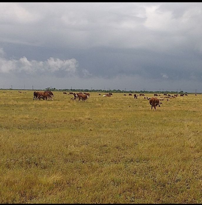 Продам КХ п. Шидерты