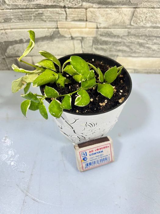 Продается хоя хешкилиана и альбомаргината