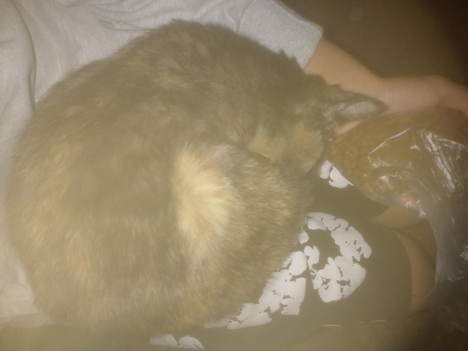 Ищу кошке дом очень ласковая маленькая