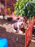 Vând/schimb femela american bully poket
