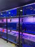 Akvarium va baliq Magazin