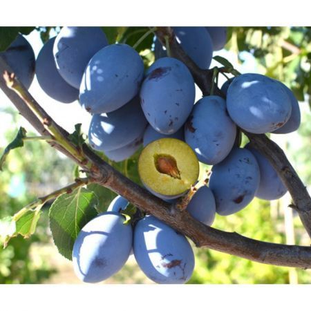 Pomi Fructiferi Clasici